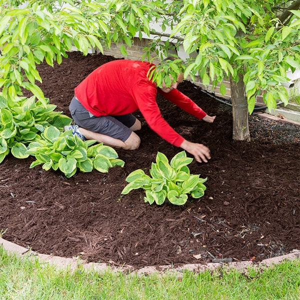 we are able to carefully install mulch in landscaping beds with existing plants to enhance the overall appearance and health of the vegetation